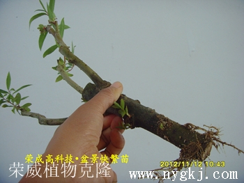 江苏荣威植物克隆，繁育盆景