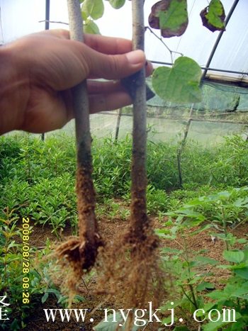 江苏荣威植物克隆，粗枝直接育成大苗