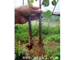 江苏荣威植物克隆，粗枝直接育成大苗